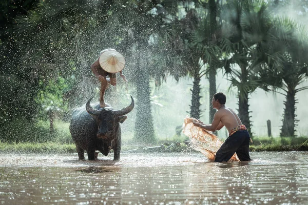 Asiatico contadino con la sua bufala — Foto Stock