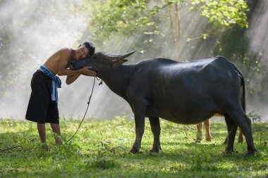 onun buffalo ile Asya çiftçi