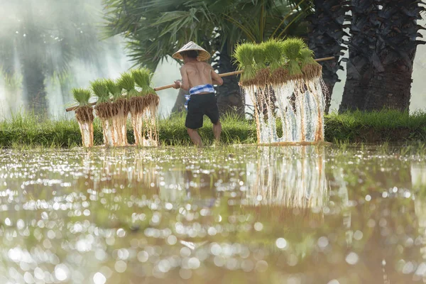 Agricultor plantando arroz en la temporada de lluvias — Foto de Stock