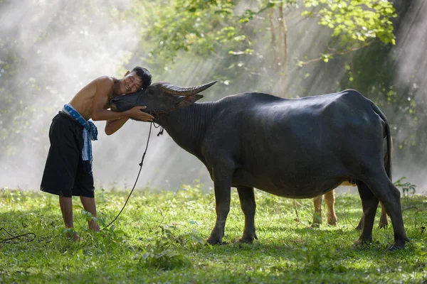 Onun buffalo ile Asya çiftçi — Stok fotoğraf
