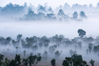 Sabah, dramatik sis ile güzel yeşil ağaç silh Parlatıcı