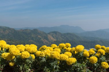 güzel kadife çiçeği çiçek mavi arka plan tepede Üstten Görünüm 