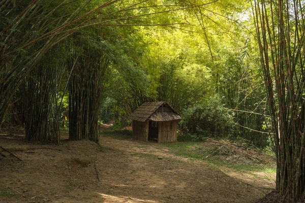 Temporary accommodation in the bamboo forest — Stock Photo, Image