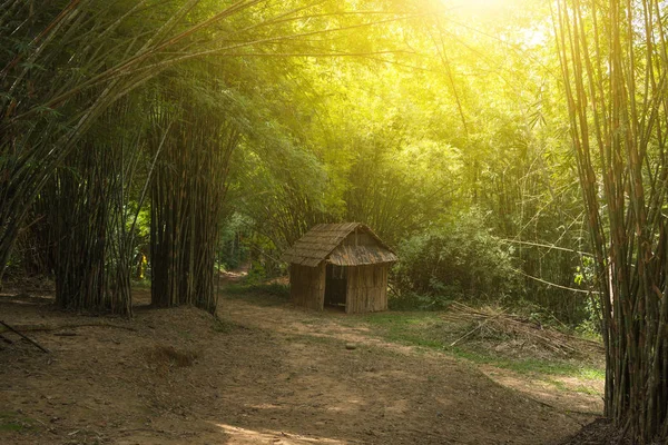 Temporary accommodation in the bamboo forest — Stock Photo, Image