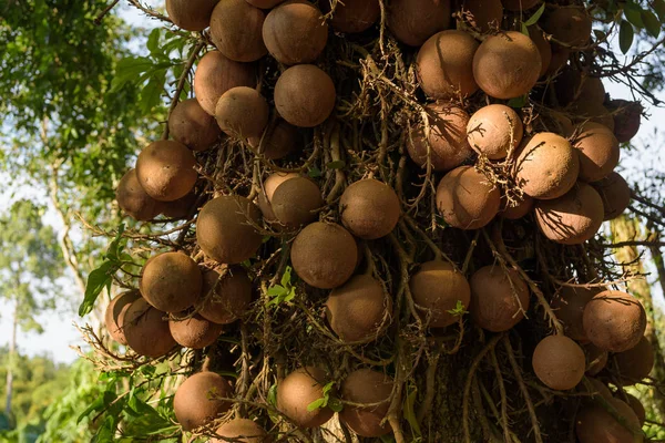 Sal of India, Couroupita guianensis più di 40 anni. Il Sal T — Foto Stock