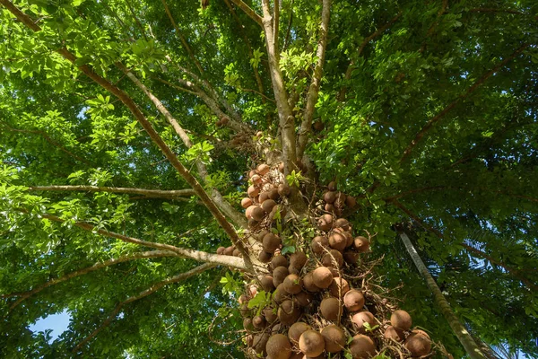 Sal of India, Couroupita guianensis more than 40 year. The Sal T — Stock Photo, Image