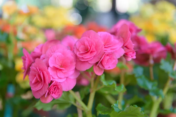 Vackra talrika ljusa blommor i rosa tuberös byclamen i g Royaltyfria Stockbilder