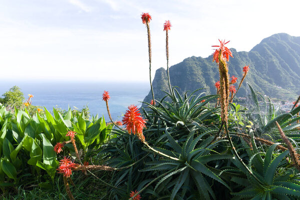 tritomas flower with flying bees, background picture, flower of madeiras coastline near santana