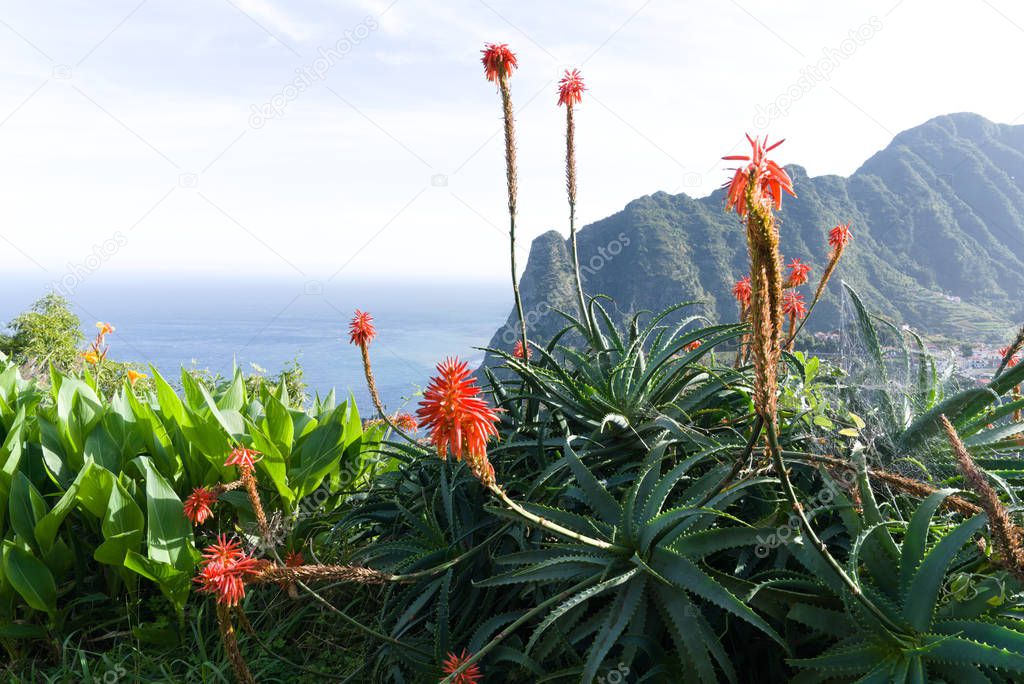 tritomas flower with flying bees, background picture, flower of madeiras coastline near santana