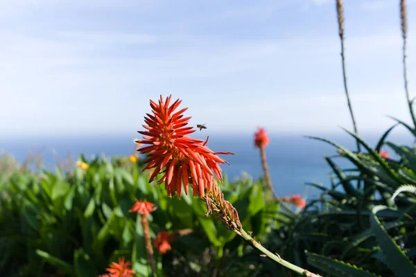 Tritomas flower with flying bees, background picture, flower of madeiras coastline near santana — Stock Photo, Image