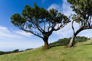 Ebedi defne ağaçları mavi gökyüzüne karşı yosun ile kaplıdır, arka plan resmi