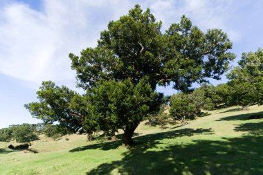 Ebedi defne ağaçları mavi gökyüzüne karşı yosun ile kaplıdır, arka plan resmi