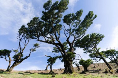 Ebedi defne ağaçları mavi gökyüzüne karşı yosun ile kaplıdır, arka plan resmi