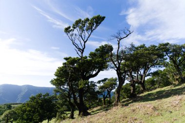 Ebedi defne ağaçları mavi gökyüzüne karşı yosun ile kaplıdır, arka plan resmi