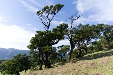 Ebedi defne ağaçları mavi gökyüzüne karşı yosun ile kaplıdır, arka plan resmi