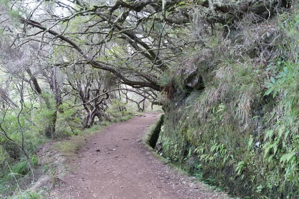 Táj Madeira sziget - levada út, kirándulás szabadban — Stock Fotó