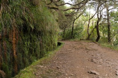 Madeira adasının manzarası - levada yolu, açık hava yürüyüşü