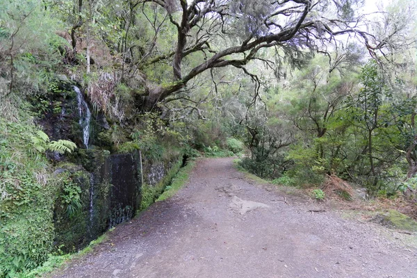 Landscape of madeira island - levada path, trekking outdoor — Stock Photo, Image