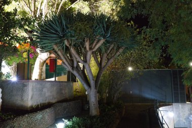 Subtropikal ağaç gece yüksek kalitede fotoğraflanmıştır.