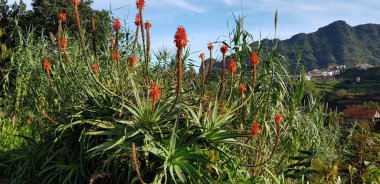 Madeira, Portekiz 'de Kızıl Çiçek Çalılığı