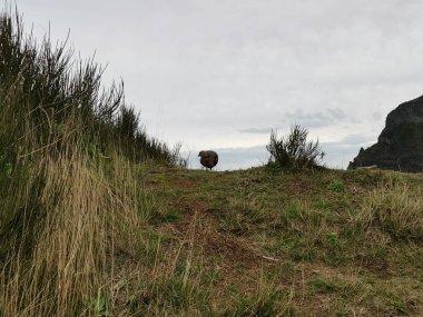 Madeira 'da kırmızı bacaklı ya da Fransız kekliği