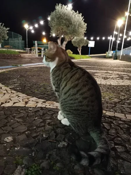Osamělý kočičí ocas ve tmě, kočka se dívá dozadu — Stock fotografie