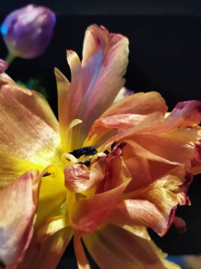 Siyah arka planda bir buket