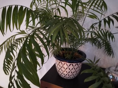 Dairedeki beyaz bir duvarın önünde kontrol edilmiş yeşil palmiye ağacı.