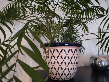 Dairedeki beyaz bir duvarın önünde kontrol edilmiş yeşil palmiye ağacı.