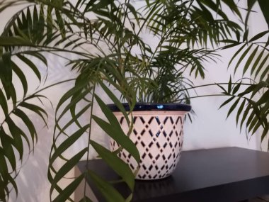 Dairedeki beyaz bir duvarın önünde kontrol edilmiş yeşil palmiye ağacı.