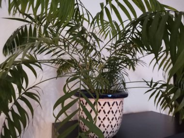 Dairedeki beyaz bir duvarın önünde kontrol edilmiş yeşil palmiye ağacı.