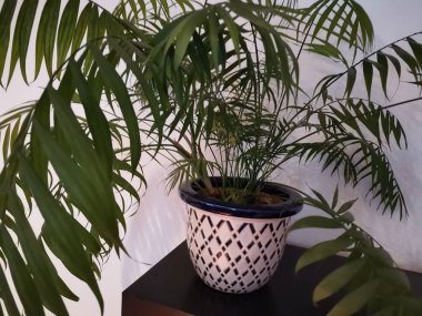 Dairedeki beyaz bir duvarın önünde kontrol edilmiş yeşil palmiye ağacı.