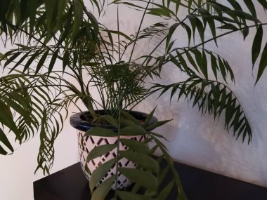 Dairedeki beyaz bir duvarın önünde kontrol edilmiş yeşil palmiye ağacı.