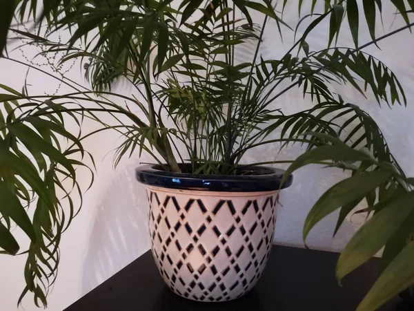 Green Palm Tree Checked Pattern Pot Front White Wall Apartment — Stock Photo, Image