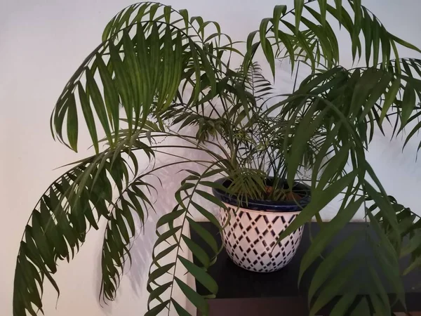 Groene Palmboom Een Aangevinkt Patroon Pot Voor Een Witte Muur — Stockfoto