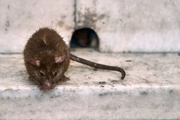 Rato Está Descansando Perto Marta — Fotografia de Stock