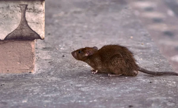 Jonge Bruine Rat Zoek Naar Voedsel — Stockfoto