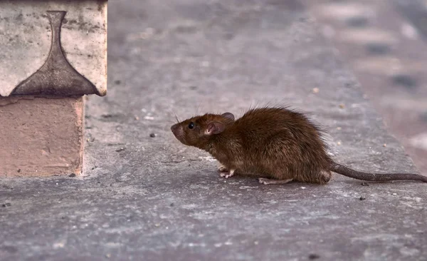 Rato Marrom Jovem Procura Comida — Fotografia de Stock