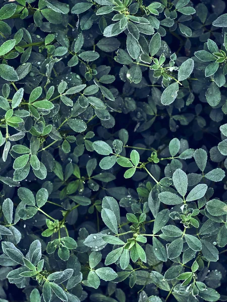 Groene Bladeren Met Waterdruppel Natuurlijke Achtergrond — Stockfoto