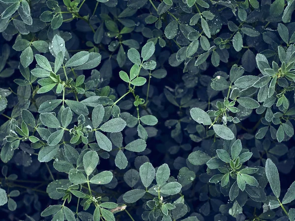 自然の背景に水滴のある緑の葉 — ストック写真