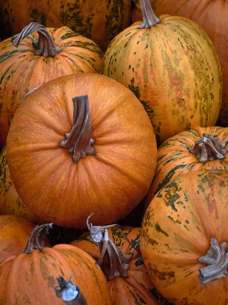 Orange Höstpumpor Gården — Stockfoto