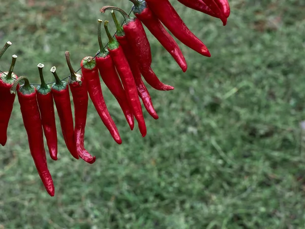 Piment Rouge Épicé Sur Fond Naturel — Photo