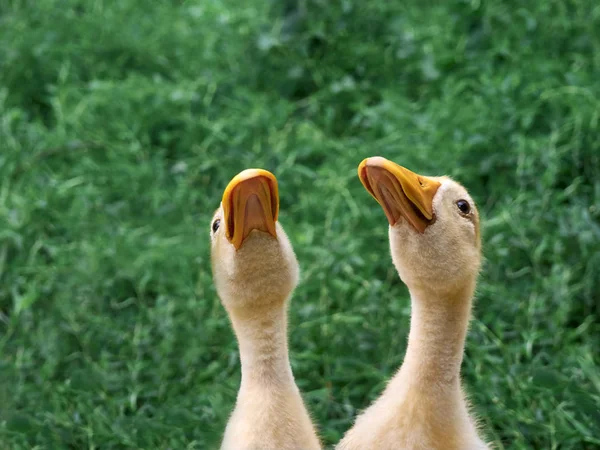 两只小鸭仰望着自然的背景 — 图库照片