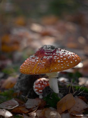 Zehirli Amanita muscaria mantarı sonbahar ormanlarında yetişir..