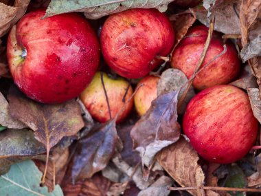Kuru sonbahar yapraklarında yerde yatan kırmızı elmalar..