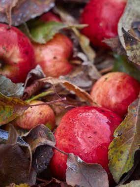 Kuru sonbahar yapraklarında yerde yatan kırmızı elmalar..