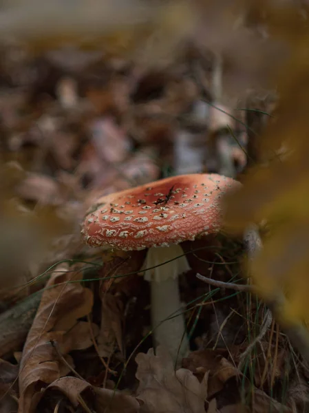 Giftsvampen Amanita Muscaria Växer Upp Höstskog — Stockfoto