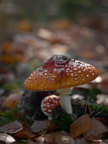 Cogumelo Muscaria Amanita Venenoso Crescem Uma Floresta Outono — Fotografia de Stock