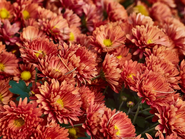 Schöne Orangefarbene Chrysanthemenblüten Garten — Stockfoto