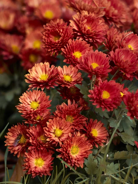 Beautiful Orange Chrysanthemum Flowers Blooms Garden — Stock Photo, Image